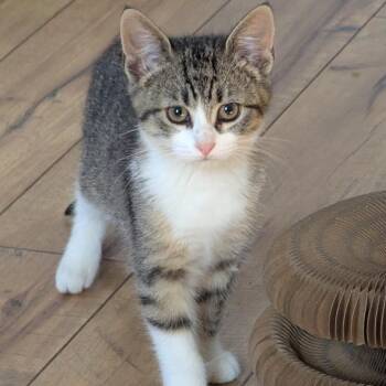 Rescue Domestic Short Hair Cats for Adoption in Avon, New York - Mittens | PetCurious