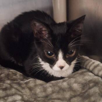 Spaghetti -  Domestic Short Hair Cat for Adoption in Flagstaff, Arizona - Spaghetti | PetCurious