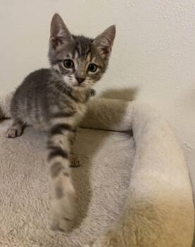 Perfuma -  Domestic Short Hair Cat for Adoption in San Antonio, Texas - Perfuma | PetCurious