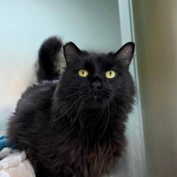 Fluffy Matt -  Domestic Long Hair Cat for Adoption in State College, Pennsylvania - Fluffy Matt | PetCurious