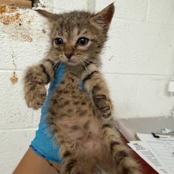 Durian -  Domestic Short Hair Cat for Adoption in Edinburg, Texas - Durian | PetCurious
