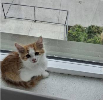 Blackjack -  Domestic Medium Hair Cat Available for Adoption in San Diego, California - Blackjack | PetCurious