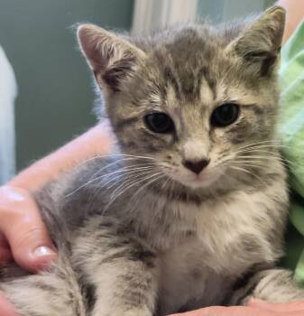 Nelson -  Domestic Short Hair Cat for Adoption in Lemoyne, Pennsylvania - Nelson | PetCurious