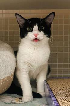 Pinktoe Tarantula -  Domestic Short Hair Cat for Adoption in Kansas City, Missouri - Pinktoe Tarantula | PetCurious