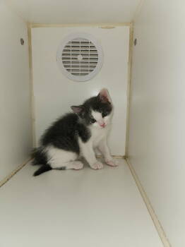 Rescue Domestic Medium Hair Cats for Adoption in Tacoma, Washington - Ember | PetCurious