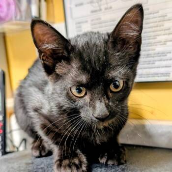 Phoebe -  Domestic Short Hair Cat for Adoption in Huntsville, Arkansas - Phoebe | PetCurious