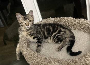 Tumbleweed -  Domestic Short Hair Cat for Adoption in Mckinney, Texas - Tumbleweed | PetCurious