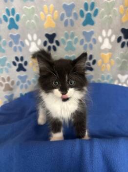 Domestic Short Hair Cats Available for Adoption in Wabash, Indiana - Cole | PetCurious