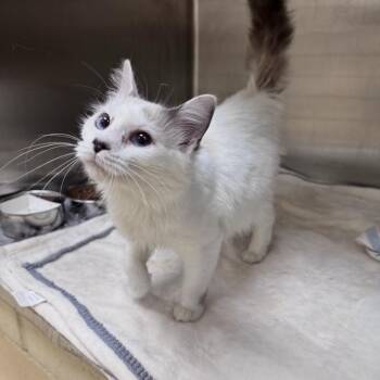 Peach Ring -  Domestic Medium Hair Cat for Adoption in Winston-salem, North Carolina - Peach Ring | PetCurious