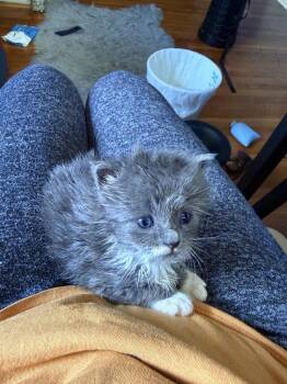 Domestic Short Hair Cats Available for Adoption in Virginia Beach, Virginia - Qtip | PetCurious