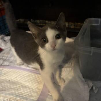 Casey -  Domestic Short Hair Cat for Adoption in Buffalo, New York - Casey | PetCurious