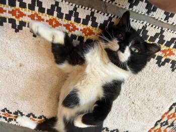 Leonardo -  Domestic Short Hair Cat for Adoption in Monticello, Indiana - Leonardo | PetCurious