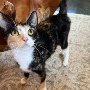 Rescue Domestic Short Hair Cats for Adoption - Spice | PetCurious