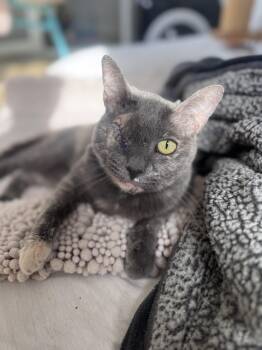 Domestic Short Hair Cats Available for Adoption in Los Angeles, California - Peeka  | PetCurious