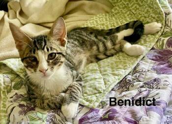 Benedict -  Tabby Cat for Adoption - Benedict | PetCurious