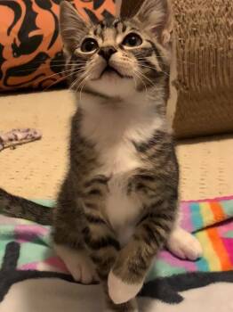 Rescue Domestic Short Hair Cats for Adoption in Evans, Georgia - Ruby | PetCurious