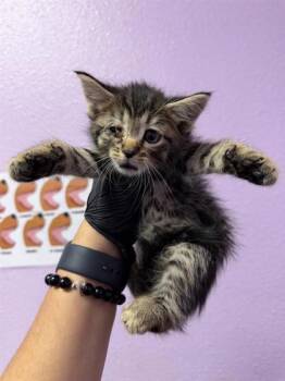Domestic Short Hair Cats Available for Adoption in El Paso, Texas - Agave | PetCurious