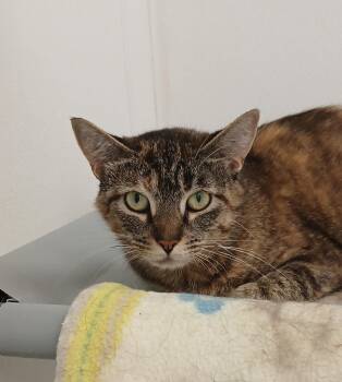 Ocean -  Tabby and Domestic Short Hair Cat for Adoption in Bay City, Michigan - Ocean | PetCurious