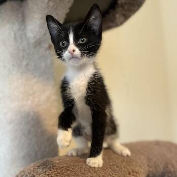 Jessie -  American Shorthair Cat for Adoption in West Des Moines, Iowa - Jessie | PetCurious