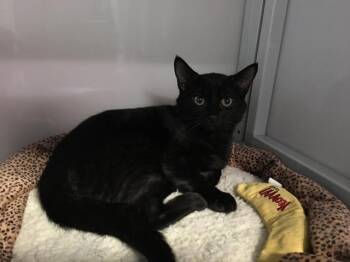 Taven -  Domestic Short Hair Cat for Adoption in Raleigh, North Carolina - Taven | PetCurious