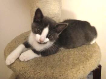 Holly -  Domestic Short Hair Cat for Adoption in East Brunswick, New Jersey - Holly | PetCurious