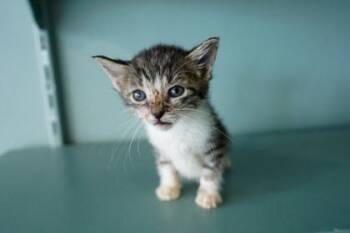 Domestic Short Hair Cats Available for Adoption in San Antonio, Texas - Hela | PetCurious