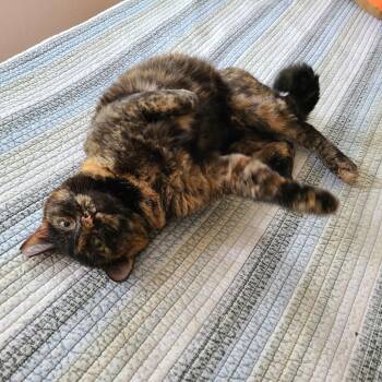 Rescue Domestic Short Hair Cats for Adoption in Fort Worth, Texas - Mocha | PetCurious