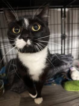 Murphy -  Domestic Short Hair Cat Available for Adoption in Greensburg, Pennsylvania - Murphy | PetCurious