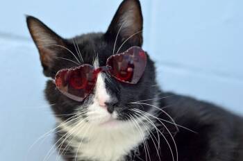 Pierce -  Domestic Short Hair Cat for Adoption in Sanford, Florida - Pierce | PetCurious