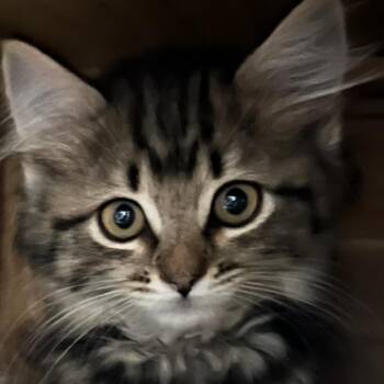 Tootsie Roll -  Domestic Long Hair and Maine Coon Cat for Adoption in Santa Susana, California - Tootsie Roll | PetCurious