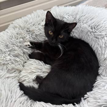 PEPPER -  Domestic Short Hair Cat for Adoption in Frederick, Maryland - PEPPER | PetCurious