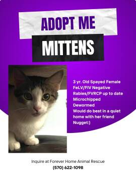 Rescue Domestic Short Hair Cats for Adoption in Pottsville, Pennsylvania - Mittens | PetCurious