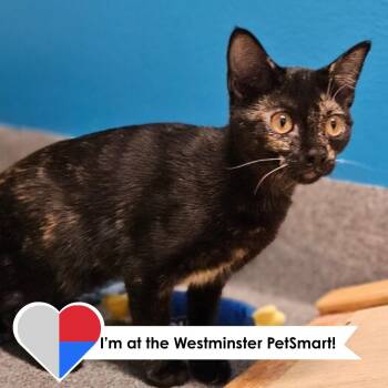Emporium -  Domestic Short Hair Cat for Adoption in Fort Collins, Colorado - Emporium | PetCurious