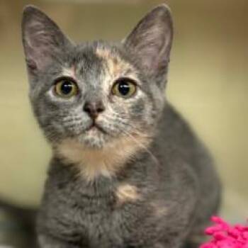 Cherry -  Domestic Short Hair Cat for Adoption in Concord, North Carolina - Cherry | PetCurious