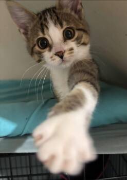 Squeak -  Domestic Short Hair Cat for Adoption in Woodstock, Ontario - Squeak | PetCurious