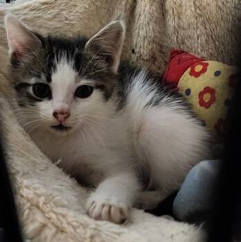 Rescue Domestic Short Hair Cats for Adoption in Houston, Texas - NUGGET | PetCurious