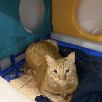 Chive -  Domestic Short Hair Cat for Adoption in Lansing, Michigan - Chive | PetCurious