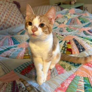 Cheddar -  Domestic Short Hair Cat for Adoption in Shippensburg, Pennsylvania - Cheddar | PetCurious