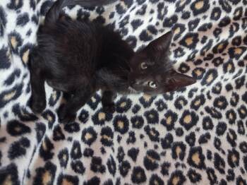 Pantera -  Domestic Short Hair Cat for Adoption in Hershey, Pennsylvania - Pantera | PetCurious