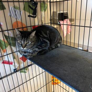 Pistachio -  Domestic Short Hair Cat for Adoption in Kanab, Utah - Pistachio | PetCurious