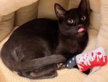 Kitten Latte -  Domestic Short Hair Cat for Adoption in Seal Beach, California - Kitten Latte | PetCurious