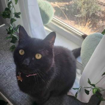 Wasabi -  Domestic Short Hair Cat for Adoption in Toronto, Ontario - Wasabi | PetCurious