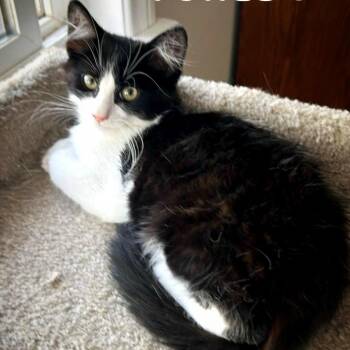 Domestic Medium Hair Cats Available for Adoption - Figaro-Santa Clarita | PetCurious