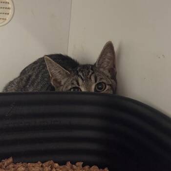 Spazz -  Domestic Short Hair Cat for Adoption in Lake Jackson, Texas - Spazz | PetCurious