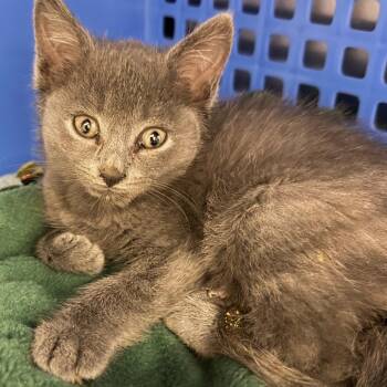 Pocus -  Domestic Short Hair Cat for Adoption in Middlebury, Vermont - Pocus | PetCurious