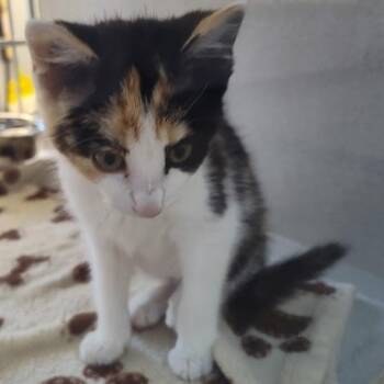 Domestic Short Hair Cats Available for Adoption in Cedar Rapids, Iowa - Gumdrop | PetCurious