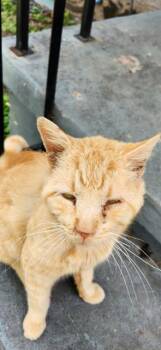 Domestic Short Hair Cats Available for Adoption in San Antonio, Texas - A805034 | PetCurious