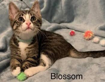 Tabby and Domestic Short Hair Cats Available for Adoption in Richardson, Texas - Blossom | PetCurious