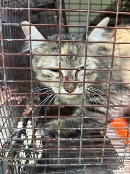 A660029 -  Domestic Short Hair Cat for Adoption in Houston, Texas - A660029 | PetCurious