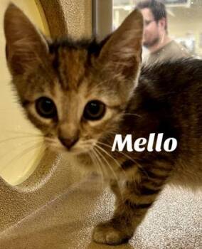 Rescue Domestic Short Hair Cats for Adoption in Owasso, Oklahoma - Mello | PetCurious